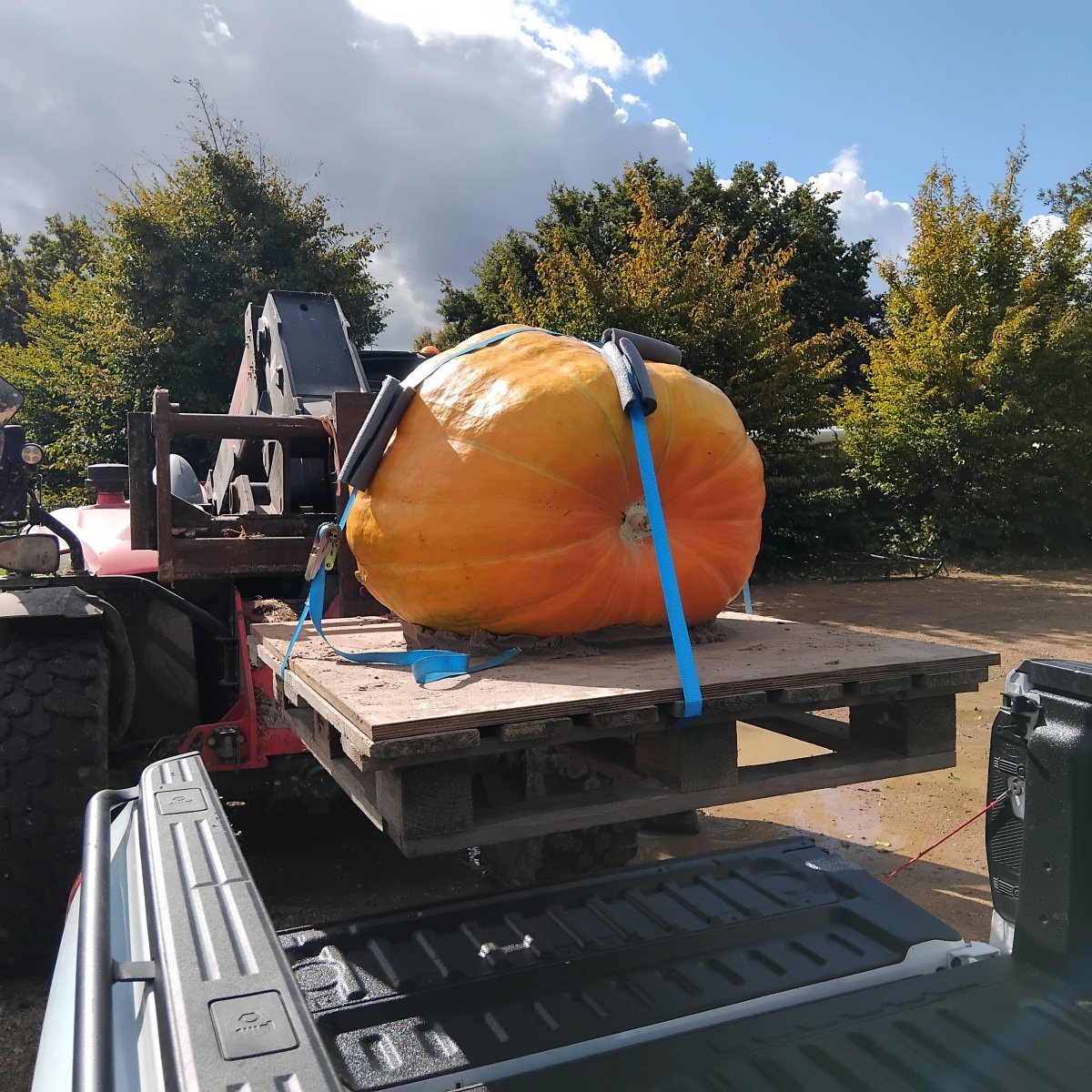 Giant pumpkin being loaded on Kendall Cars Rental Vehicle.