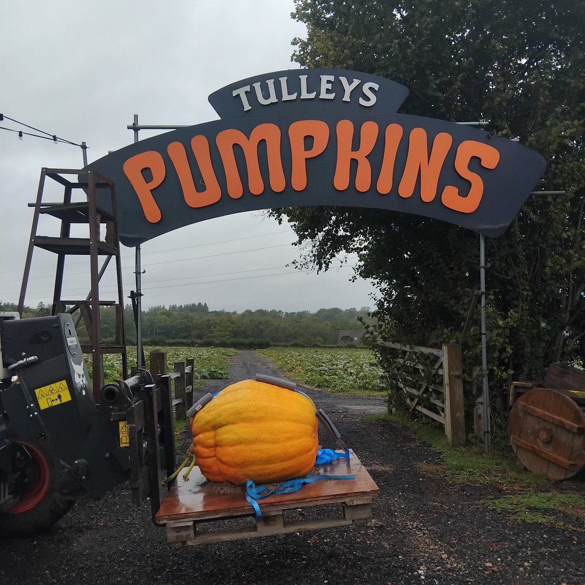 Giant Pumpkin on Tulleys Farm.